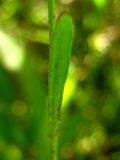 Crepis tectorum. Часть стебля с листом. Республика Саха (Якутия), Томпонский р-н, окрестности села Кескил. 08.07.2012.