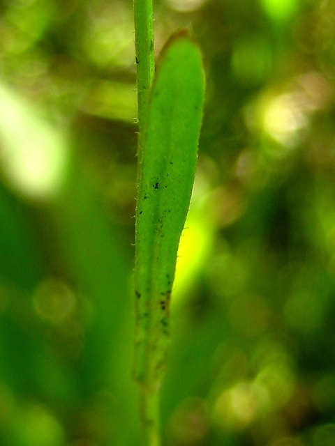 Image of Crepis tectorum specimen.