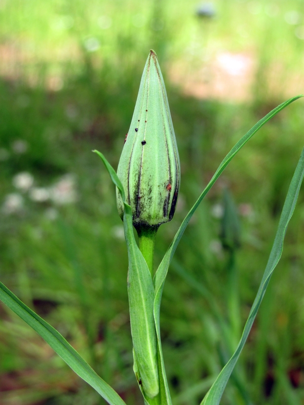 Image of Tragopogon orientalis specimen.