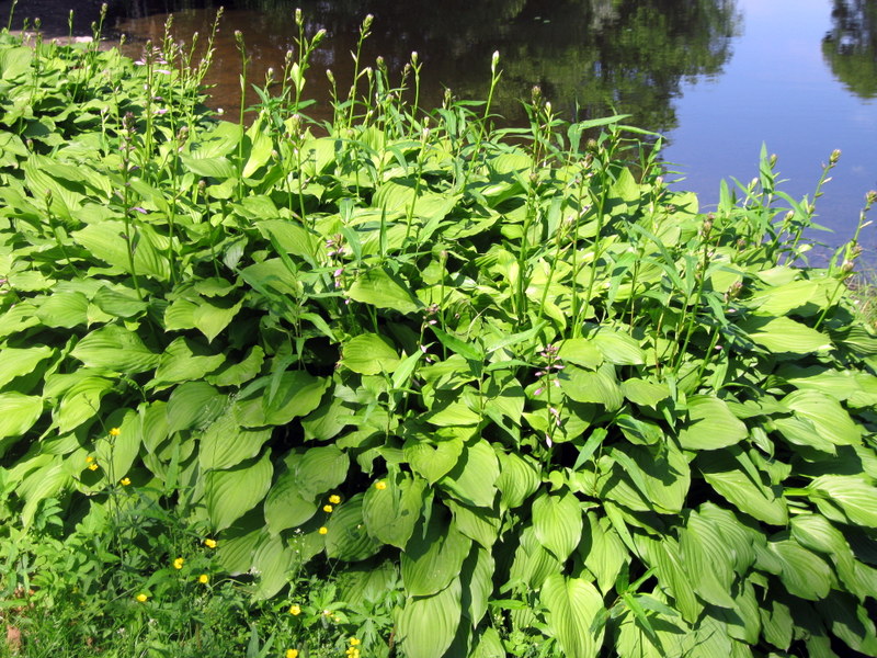 Изображение особи Hosta albomarginata.