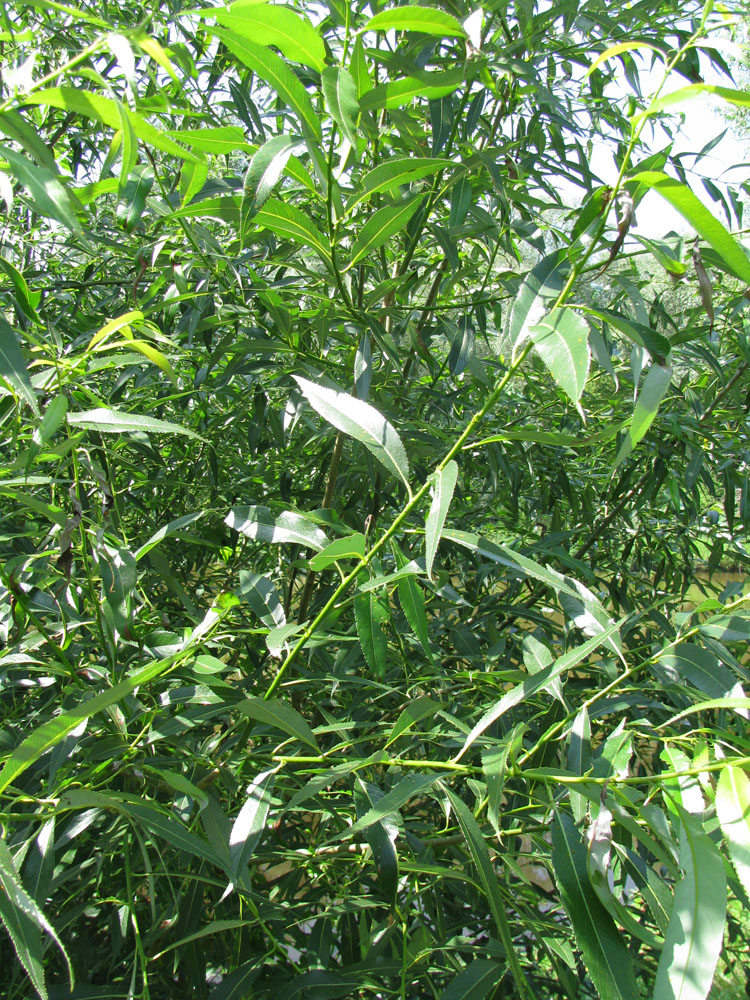 Image of Salix × meyeriana specimen.