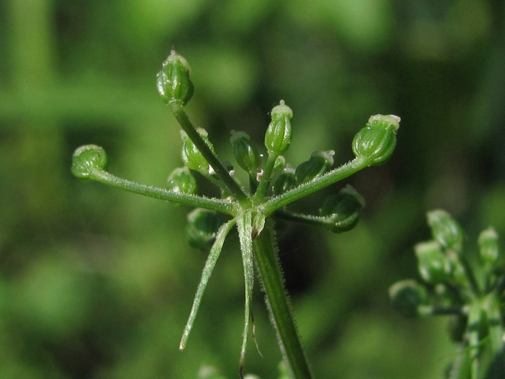 Изображение особи Aethusa cynapium.