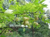 Staphylea pinnata
