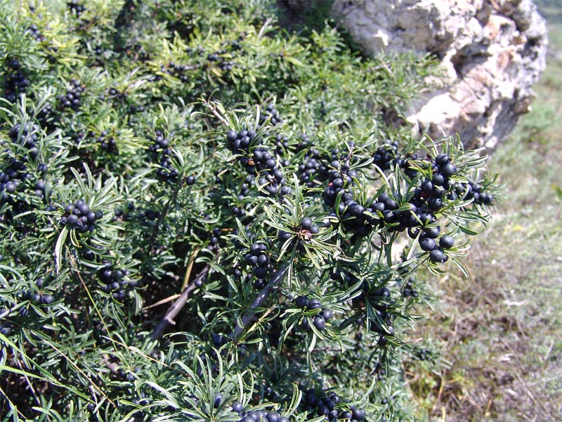 Image of Rhamnus erythroxyloides specimen.