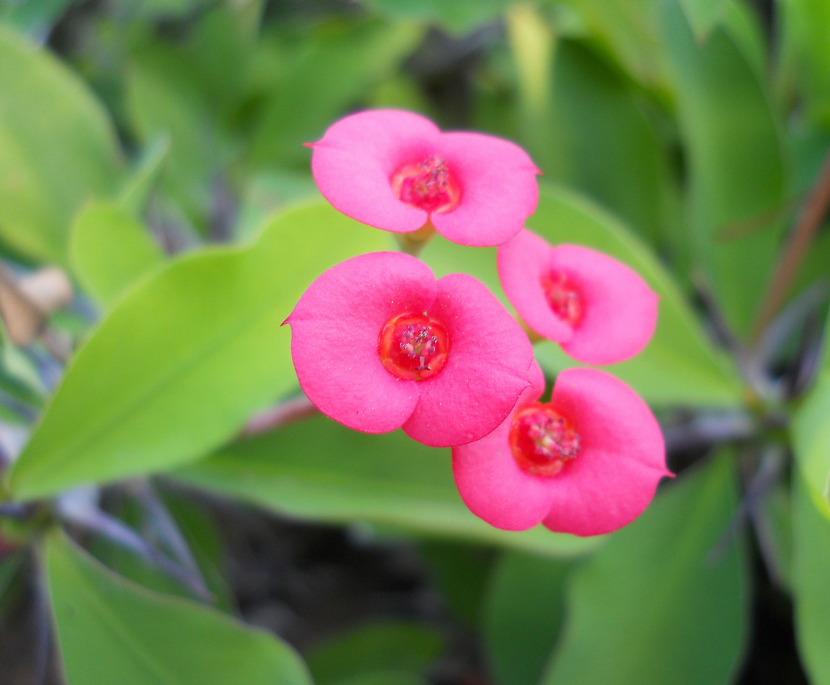 Изображение особи Euphorbia splendens.