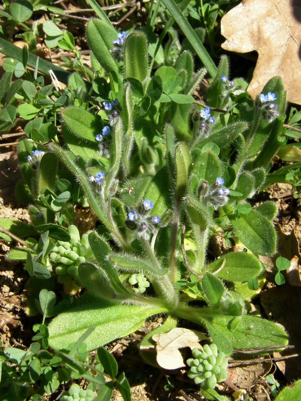 Изображение особи Myosotis arvensis.