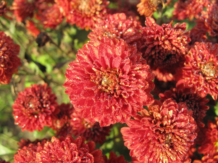 Image of Chrysanthemum indicum specimen.