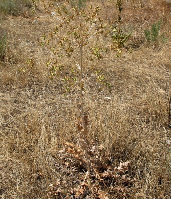 Изображение особи Cousinia eryngioides.