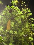Callitriche palustris