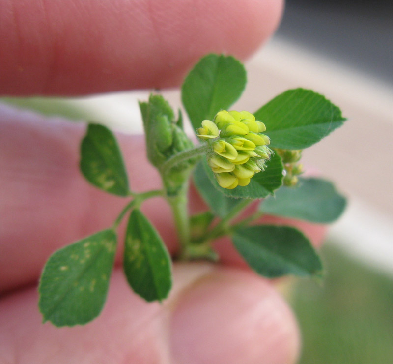 Изображение особи Medicago lupulina.