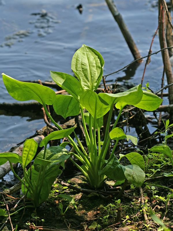 Image of Alisma plantago-aquatica specimen.