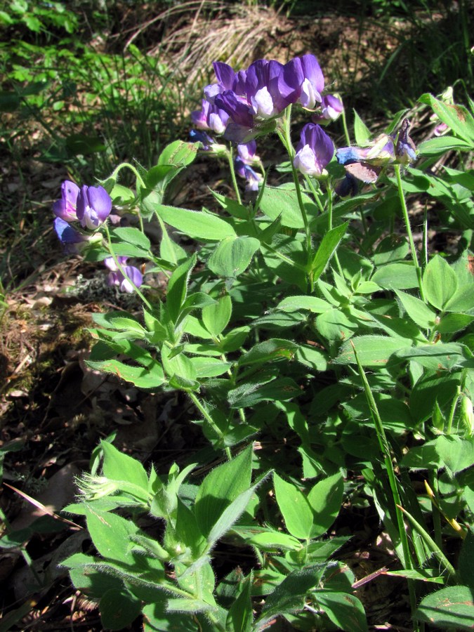 Изображение особи Lathyrus laxiflorus.