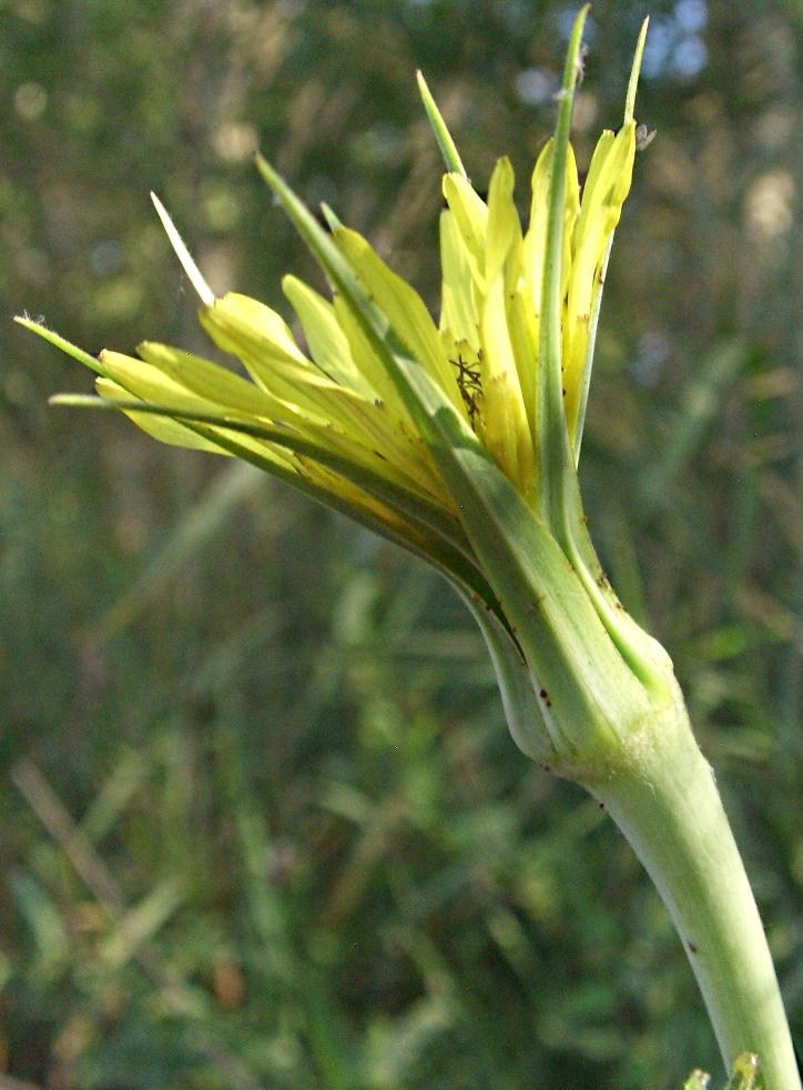 Image of Tragopogon dubius ssp. major specimen.