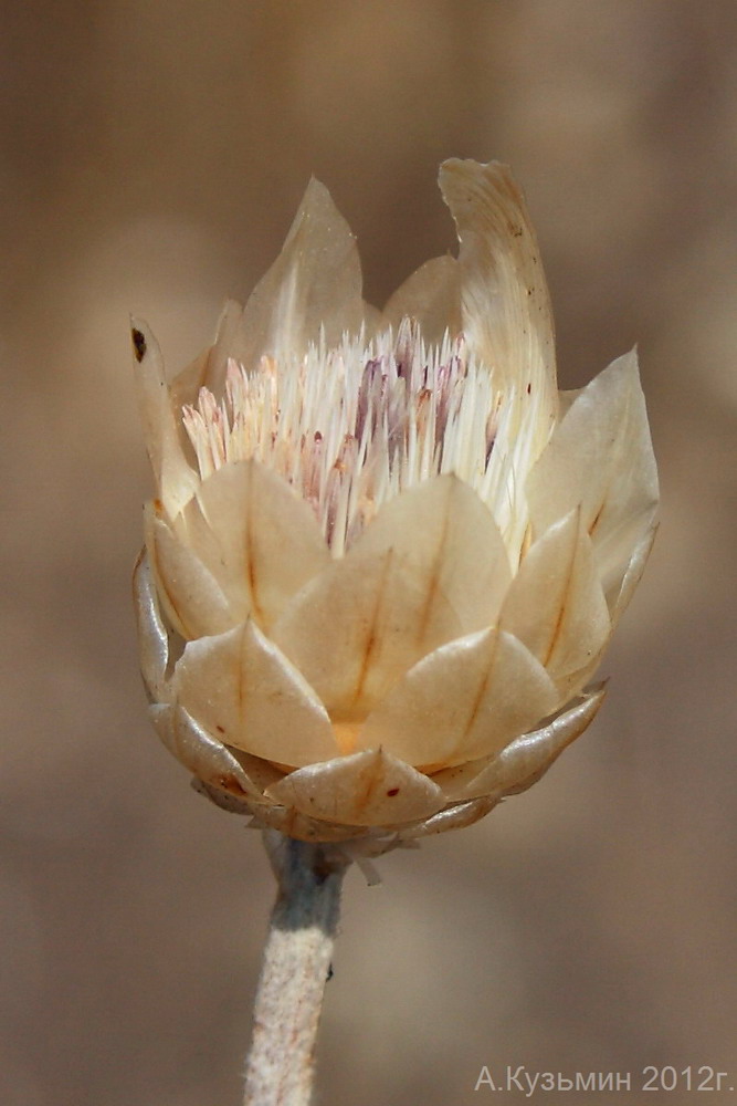 Image of Xeranthemum annuum specimen.