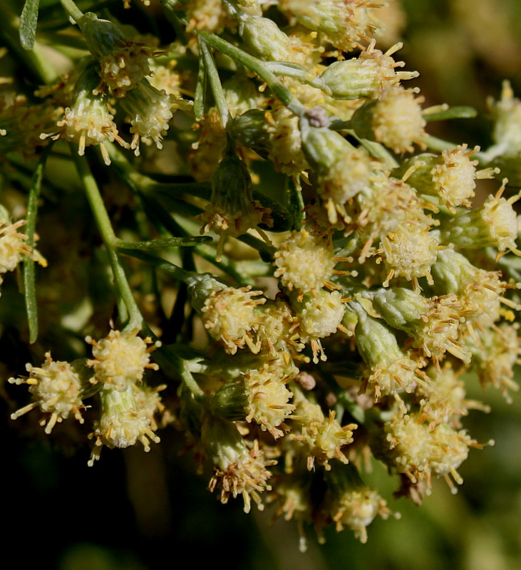 Изображение особи Baccharis halimifolia.