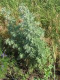 Artemisia absinthium