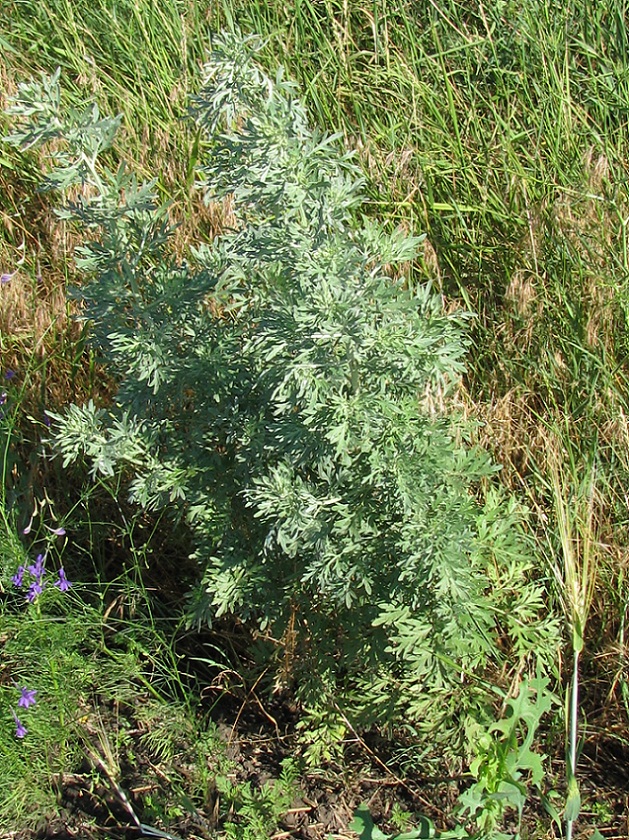 Изображение особи Artemisia absinthium.