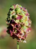 Poterium polygamum