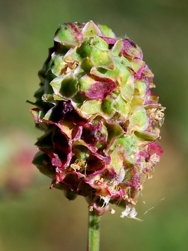 Image of Poterium polygamum specimen.