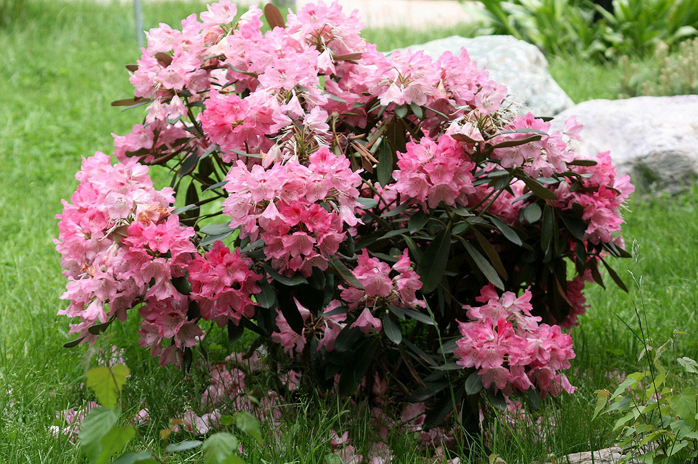 Изображение особи род Rhododendron.