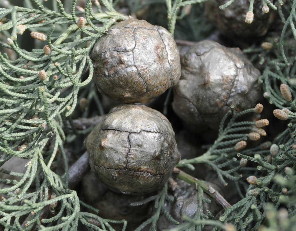 Изображение особи Cupressus sempervirens.