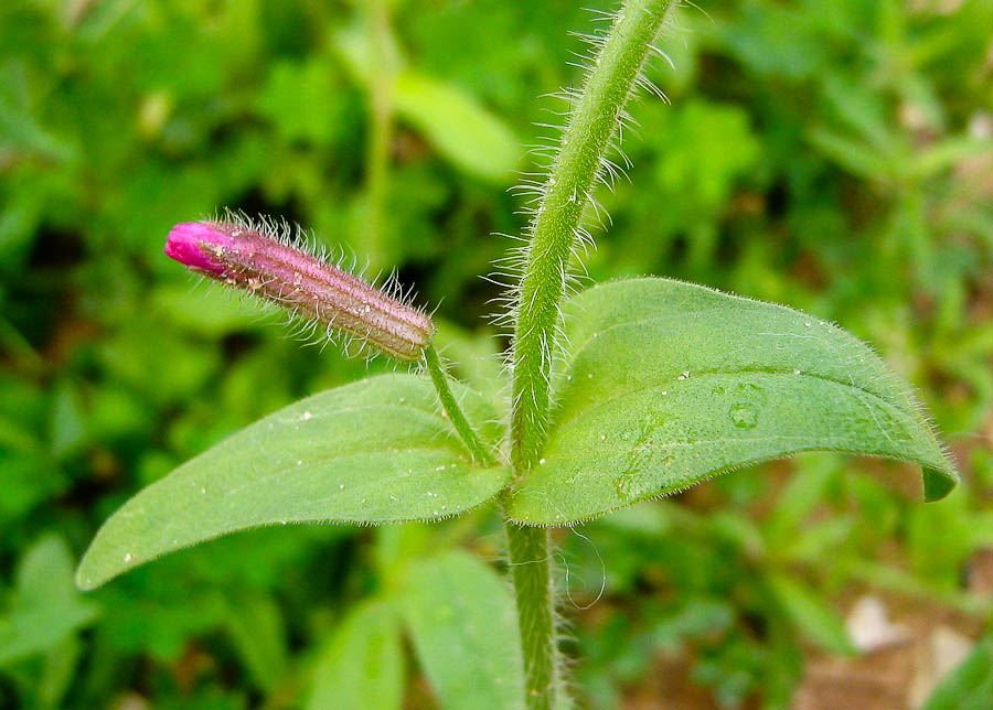 Изображение особи Silene palaestina.