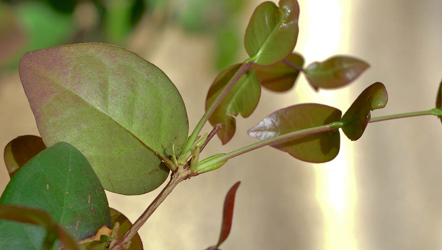 Image of Eugenia uniflora specimen.
