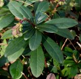 Euphorbia amygdaloides