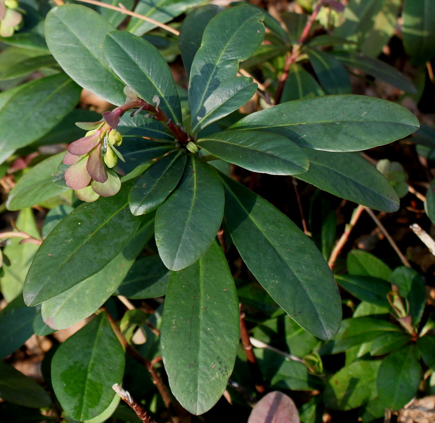Изображение особи Euphorbia amygdaloides.