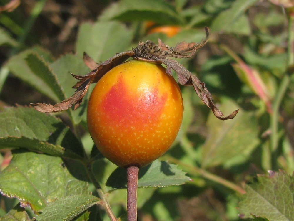 Image of genus Rosa specimen.