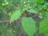 Acer tataricum