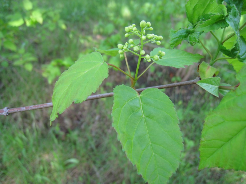 Image of Acer tataricum specimen.