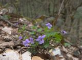 Viola reichenbachiana