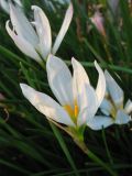 Zephyranthes candida