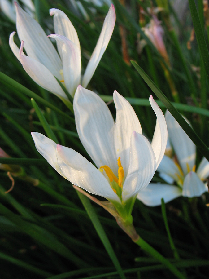 Image of Zephyranthes candida specimen.