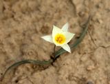 Tulipa buhseana. Цветущее растение. Узбекистан, Юго-Западные Кызылкумы, останец Кульджуктау. 19 марта 2013 г.