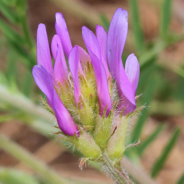 Image of Astragalus onobrychis specimen.