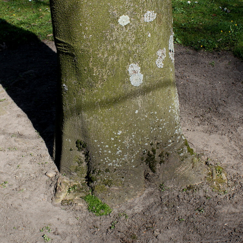 Image of Magnolia hypoleuca specimen.