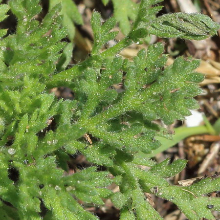 Изображение особи Anthemis ruthenica.