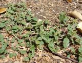 Amaranthus deflexus