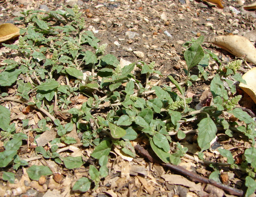 Image of Amaranthus deflexus specimen.