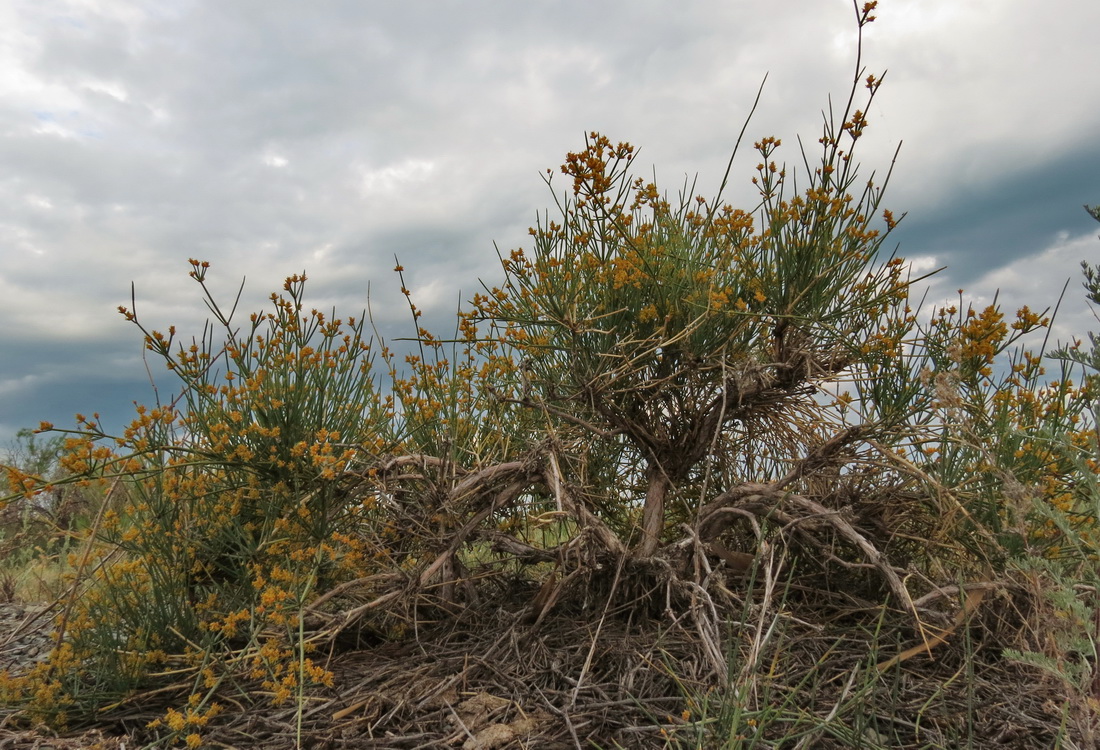 Изображение особи Ephedra lomatolepis.