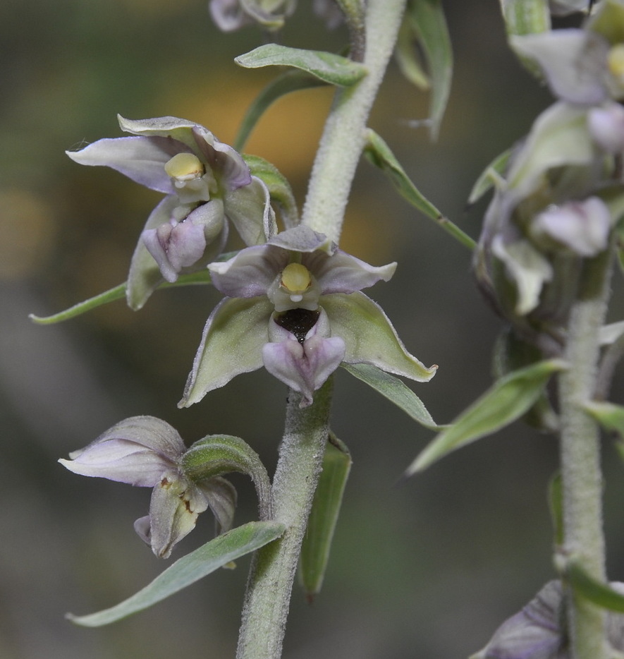 Image of Epipactis helleborine ssp. degenii specimen.