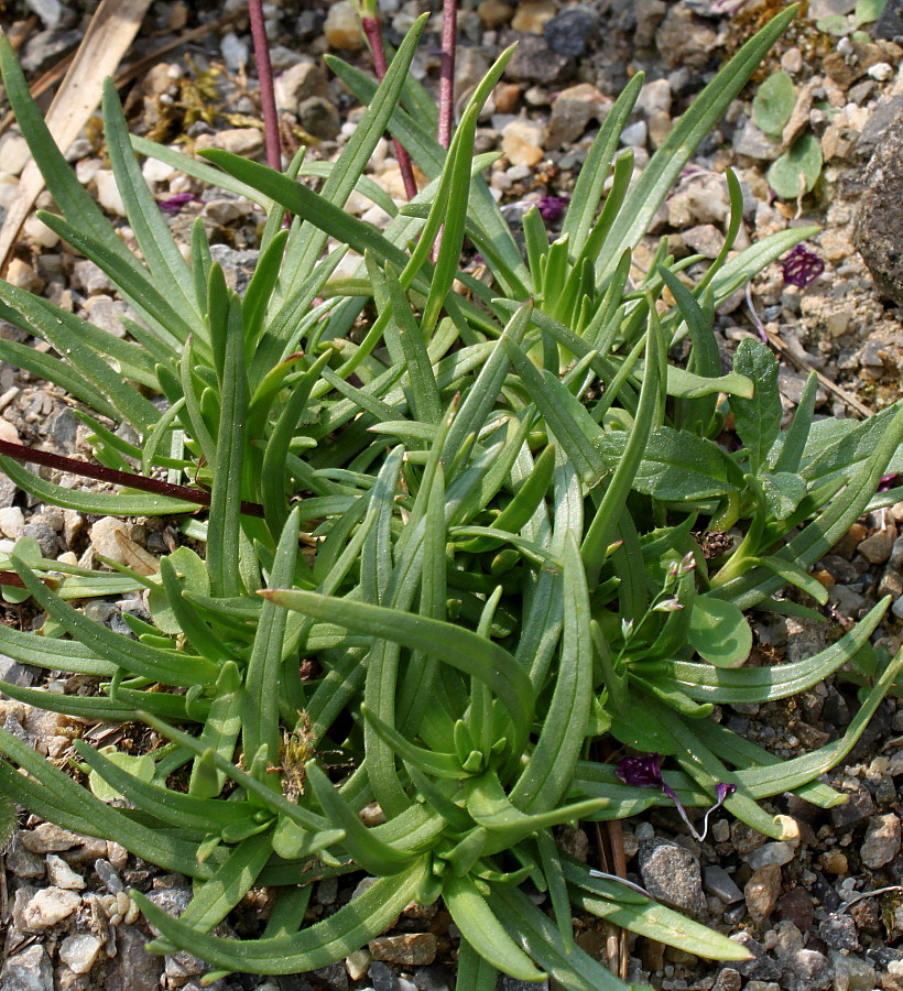 Изображение особи Saponaria caespitosa.