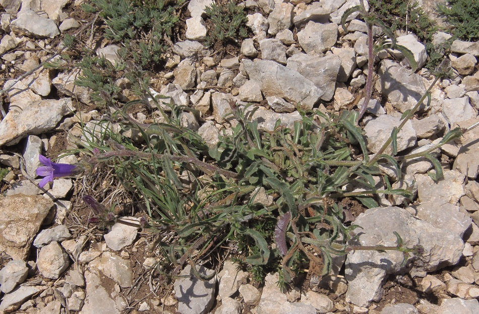 Image of Campanula talievii specimen.