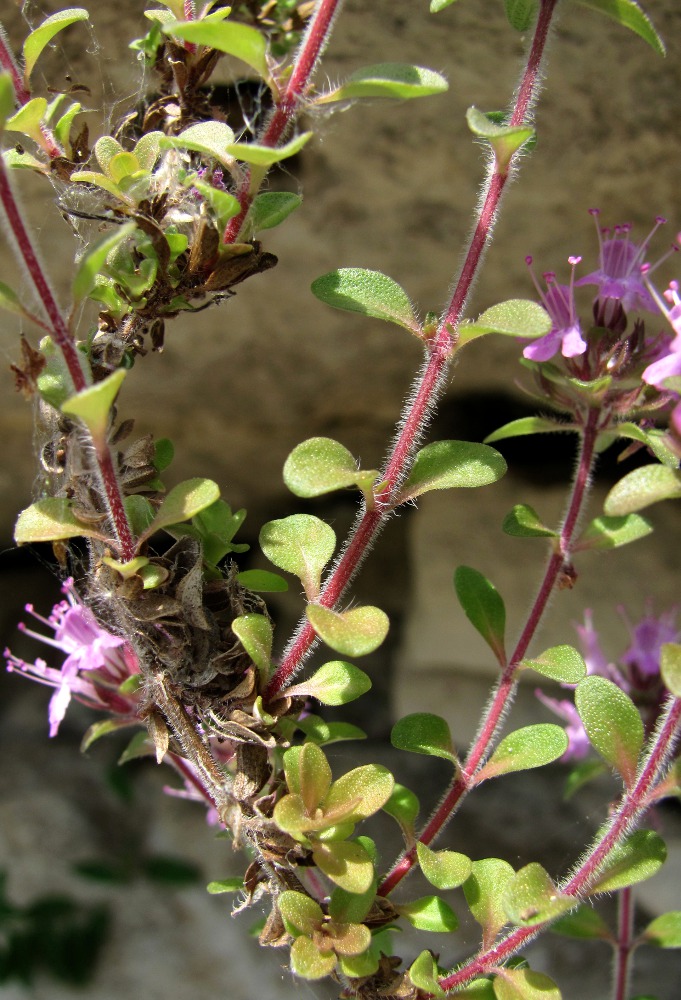 Image of Thymus hirticaulis specimen.