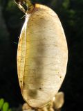 Colutea cilicica