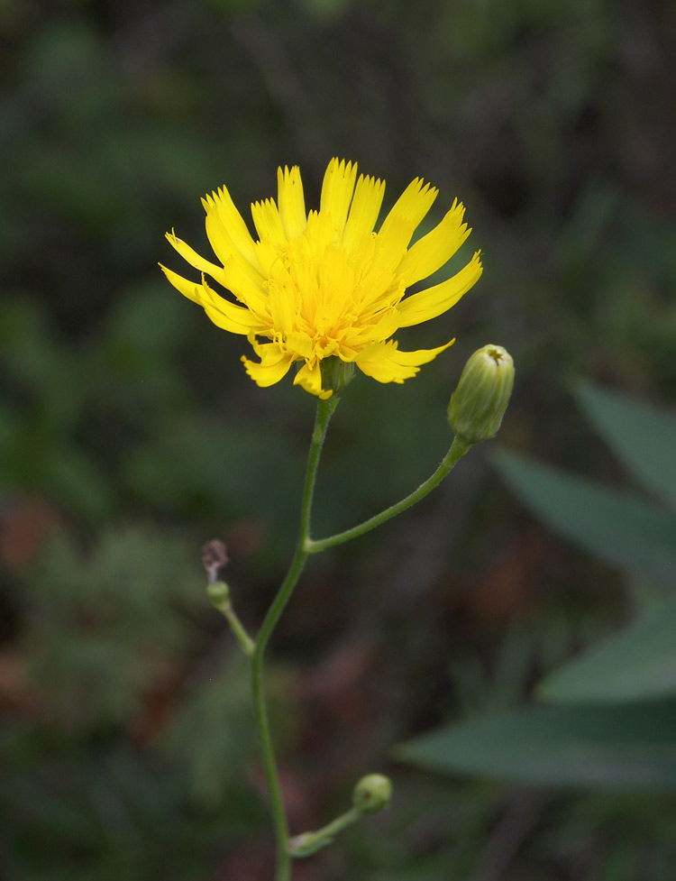 Изображение особи род Hieracium.