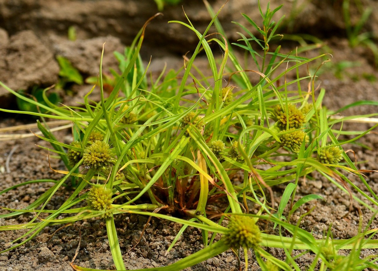 Изображение особи Cyperus michelianus.