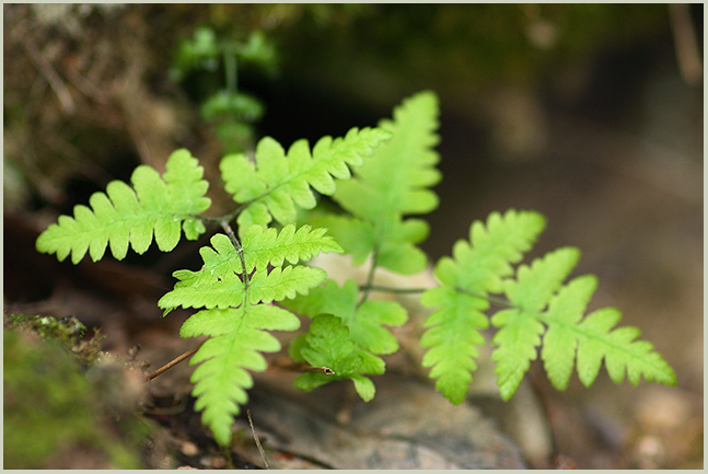 Изображение особи Gymnocarpium robertianum.